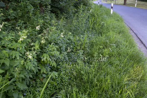 Fokus-Natur Bild