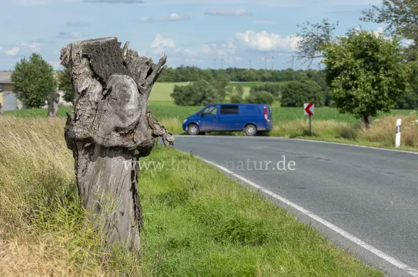 Fokus-Natur Bild