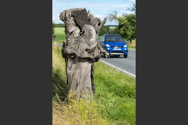 Fokus-Natur Bild