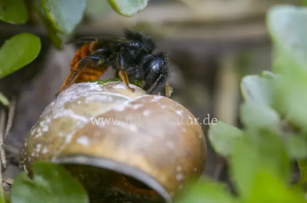 Fokus-Natur Bild
