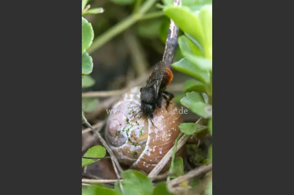 Fokus-Natur Bild