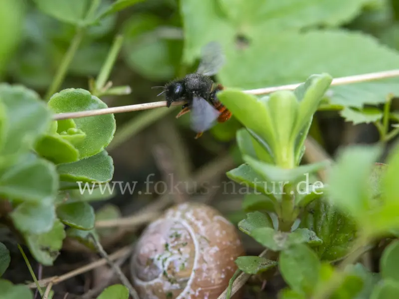 46867