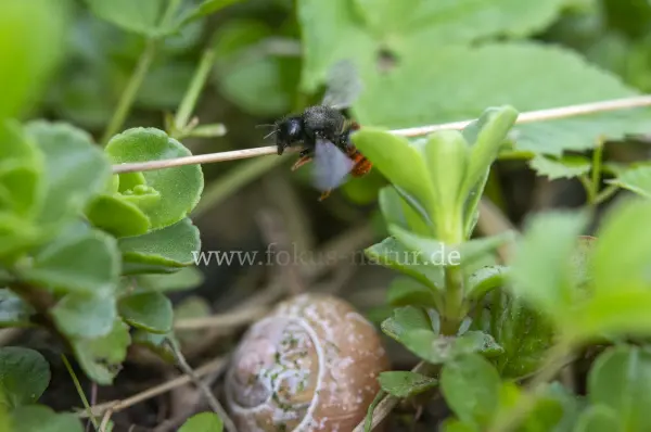 Fokus-Natur Bild