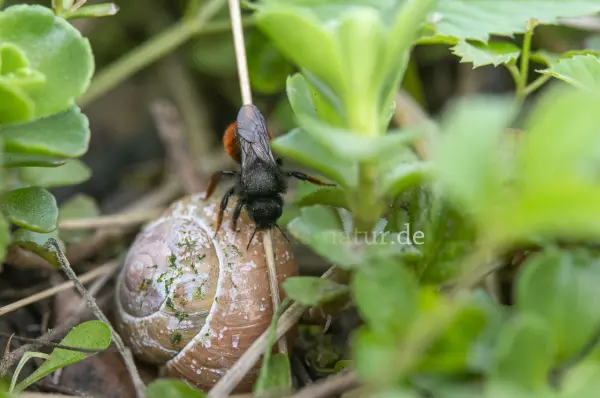 Fokus-Natur Bild