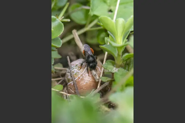Fokus-Natur Bild