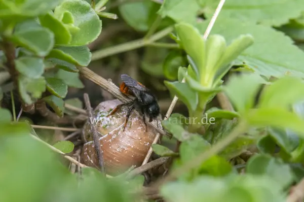 Fokus-Natur Bild