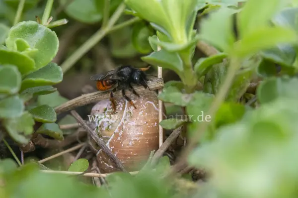 Fokus-Natur Bild