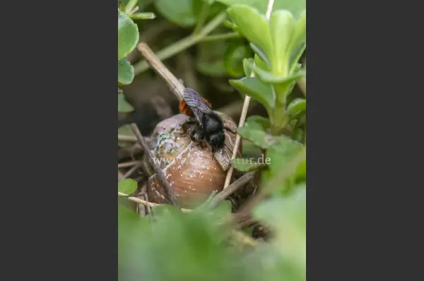 Fokus-Natur Bild
