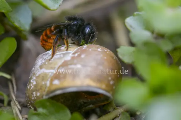 Fokus-Natur Bild