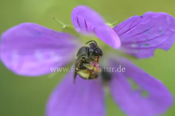 Fokus-Natur Bild