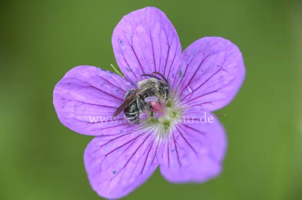 Fokus-Natur Bild