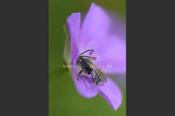 Fokus-Natur Bild