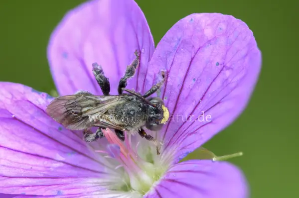 Fokus-Natur Bild