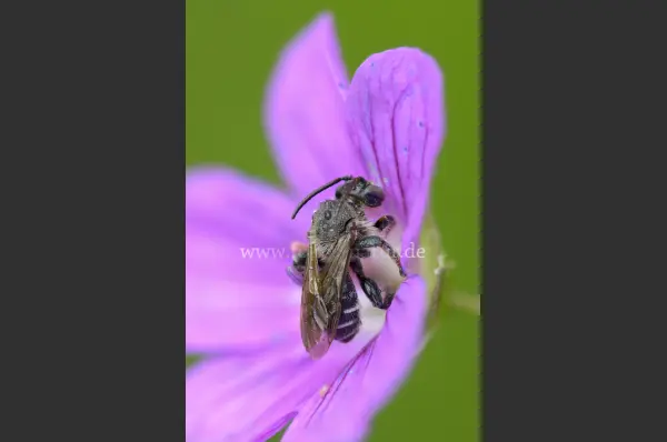 Fokus-Natur Bild
