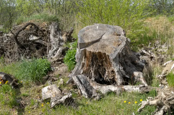 Fokus-Natur Bild