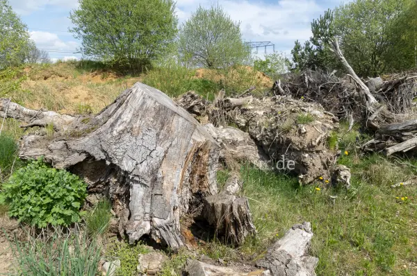 Fokus-Natur Bild