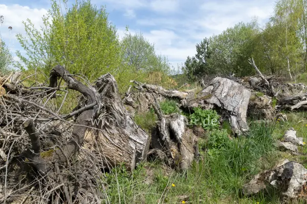 Fokus-Natur Bild