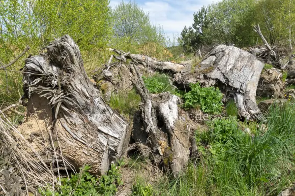 Fokus-Natur Bild