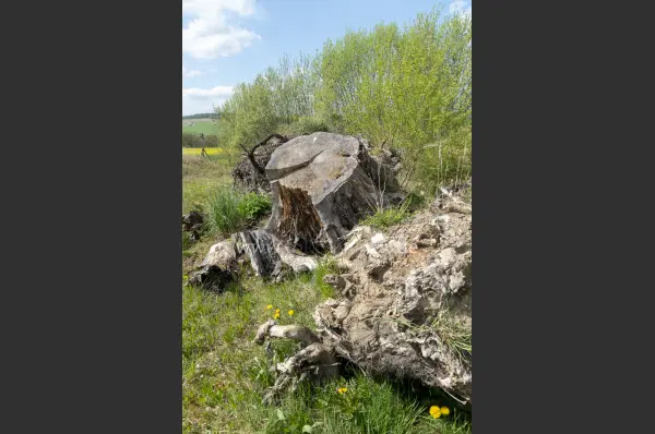 Fokus-Natur Bild
