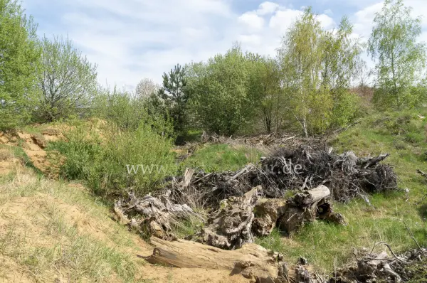 Fokus-Natur Bild