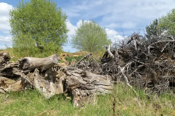 Fokus-Natur Bild