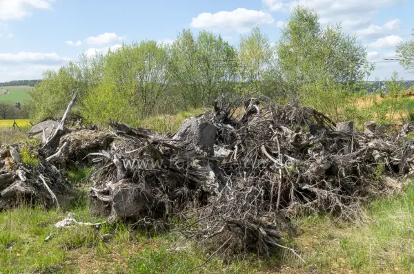 Fokus-Natur Bild