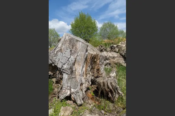 Fokus-Natur Bild