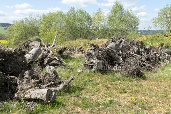 Fokus-Natur Bild