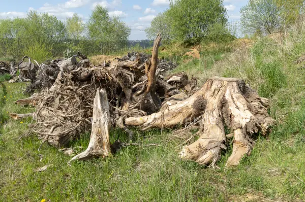 Fokus-Natur Bild