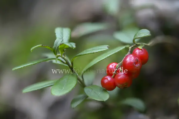 Fokus-Natur Bild