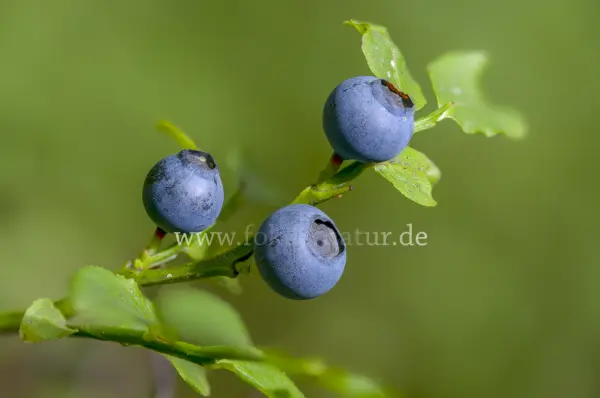 Fokus-Natur Bild