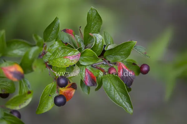 Fokus-Natur Bild