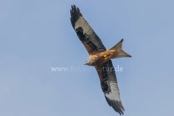 Fokus-Natur Bild