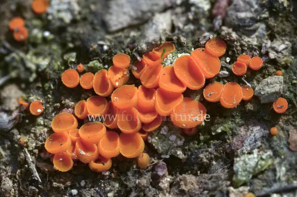Fokus-Natur Bild