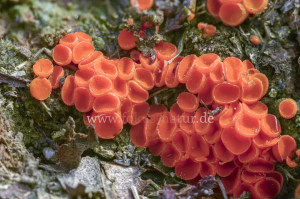 Fokus-Natur Bild