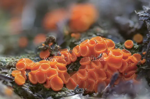 Fokus-Natur Bild
