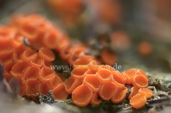 Fokus-Natur Bild