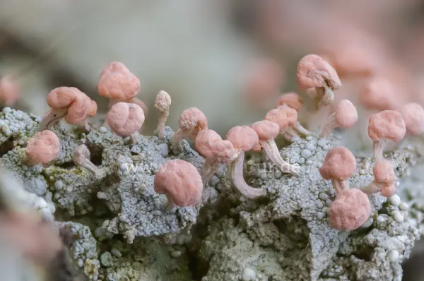 Fokus-Natur Bild