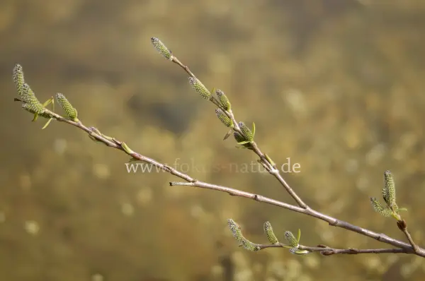 Fokus-Natur Bild