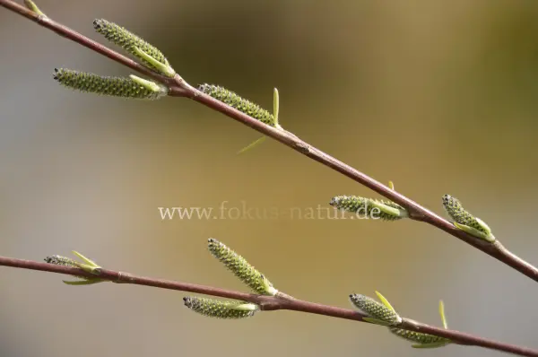 Fokus-Natur Bild