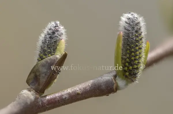 Fokus-Natur Bild