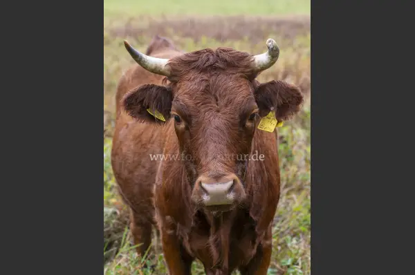 Fokus-Natur Bild