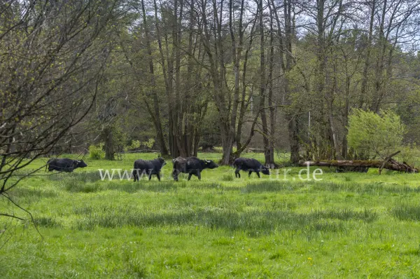 Fokus-Natur Bild