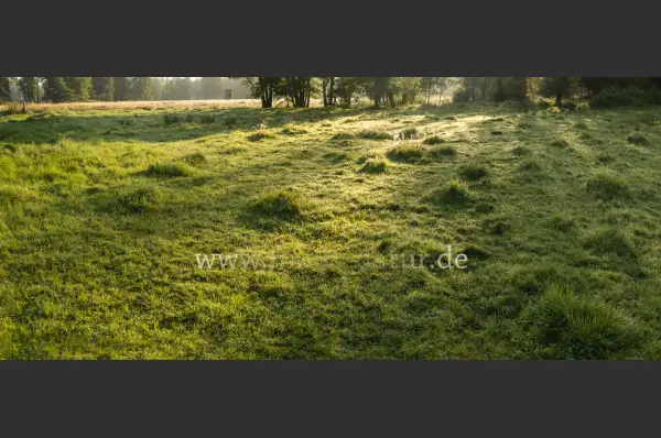 Fokus-Natur Bild