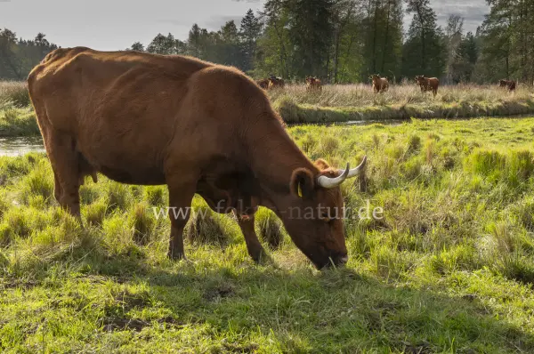 Fokus-Natur Bild