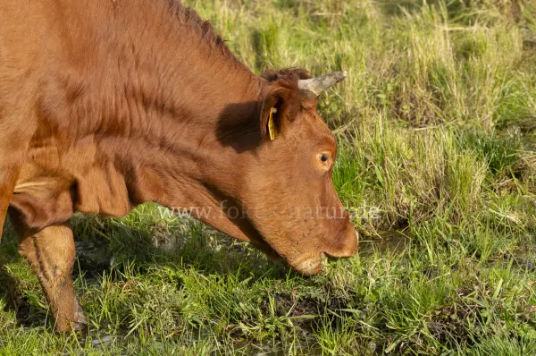 Fokus-Natur Bild