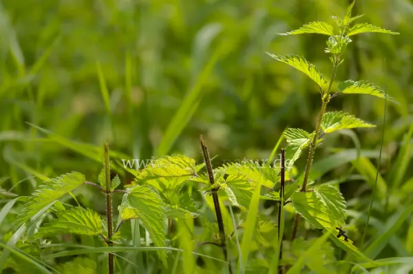 Fokus-Natur Bild
