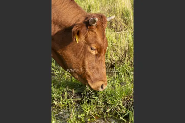 Fokus-Natur Bild