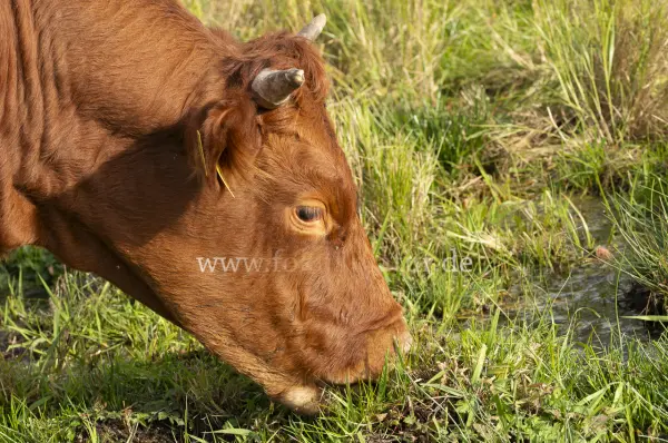 Fokus-Natur Bild