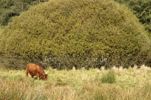 Fokus-Natur Bild